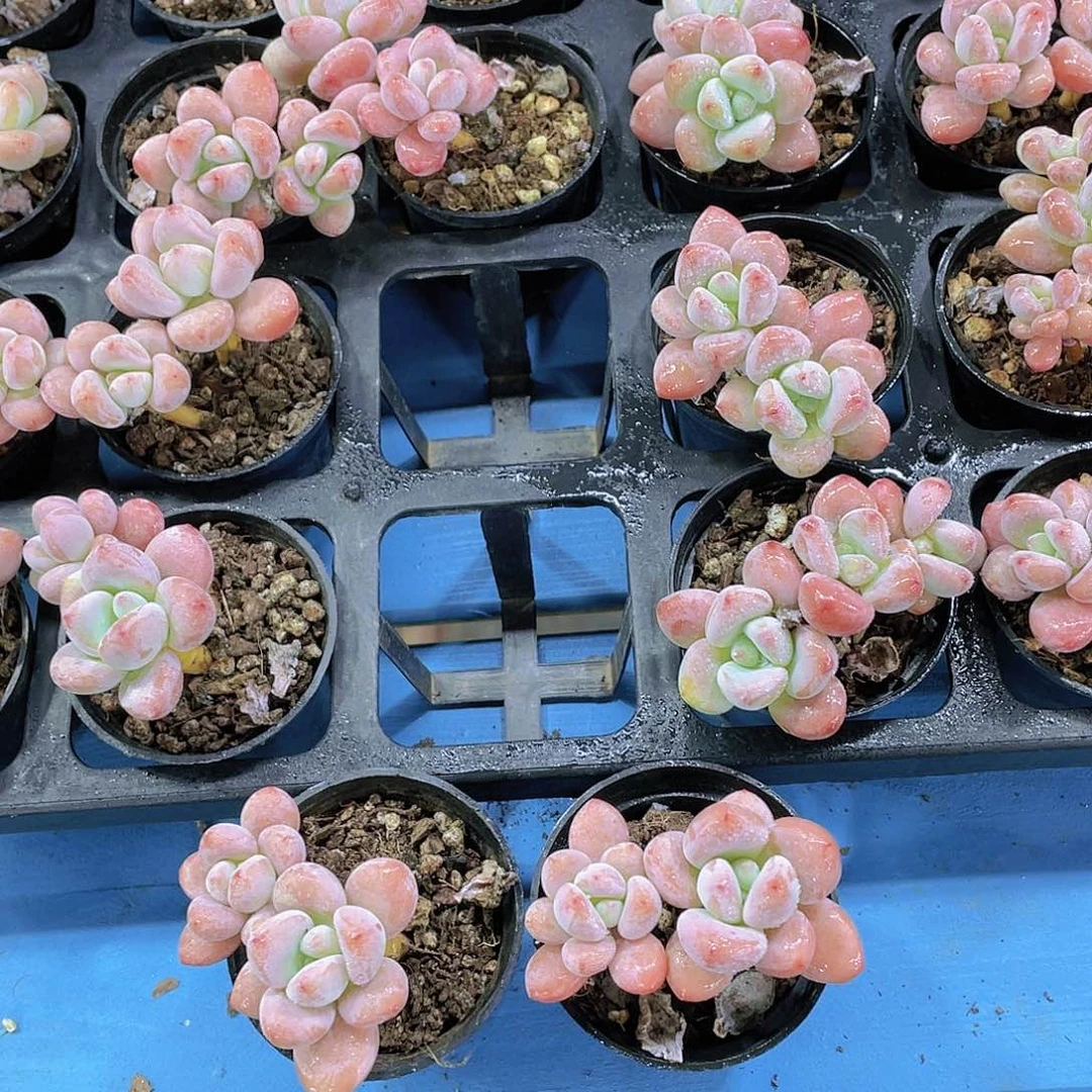 量拍1号 全状态的七彩奶油果冻洛神双头买一送一