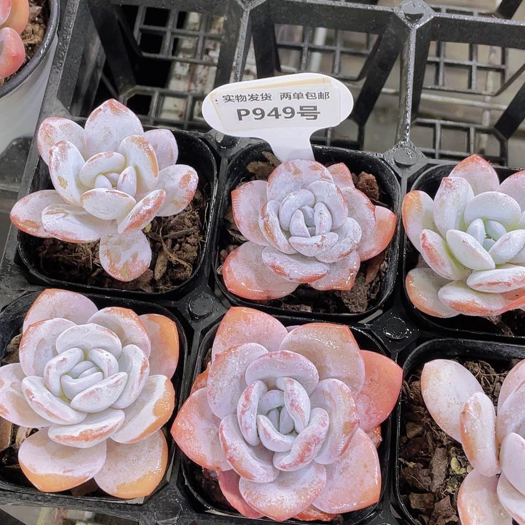 P949  丸叶粉雪莲单头