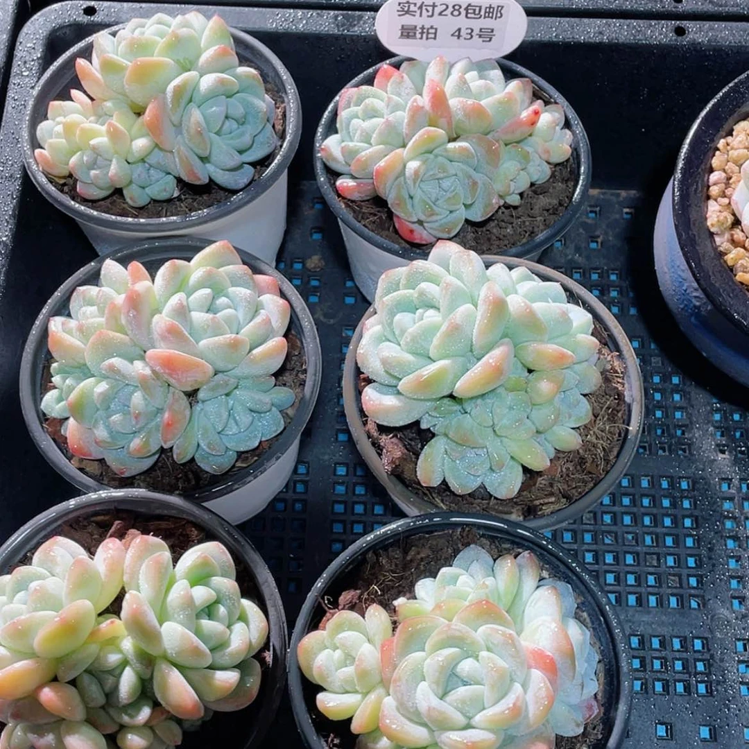 【闪购商品】量拍43号 奶油胖冰玉五头起