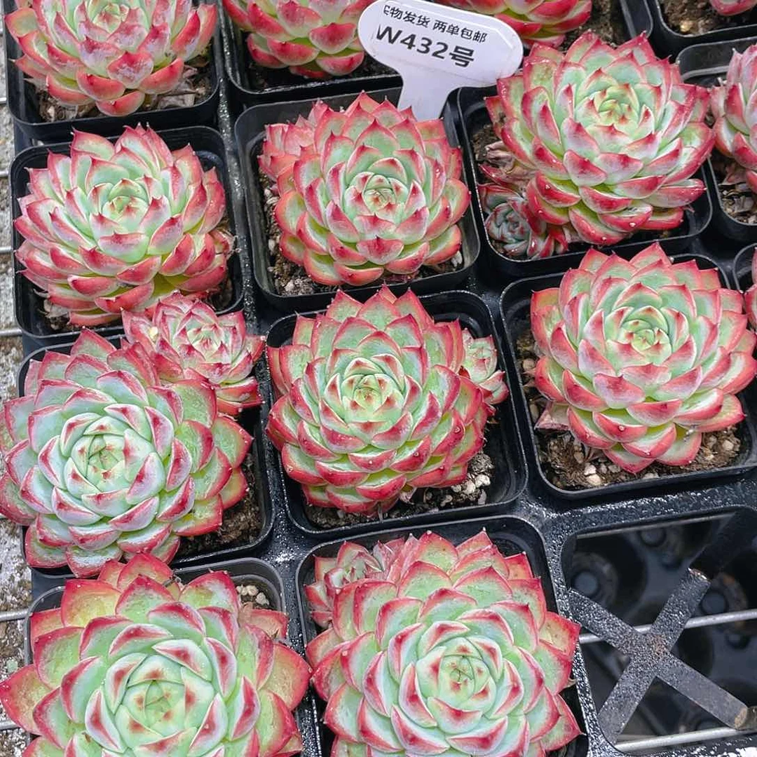 W432号 全状态粉水晶单头买一送一