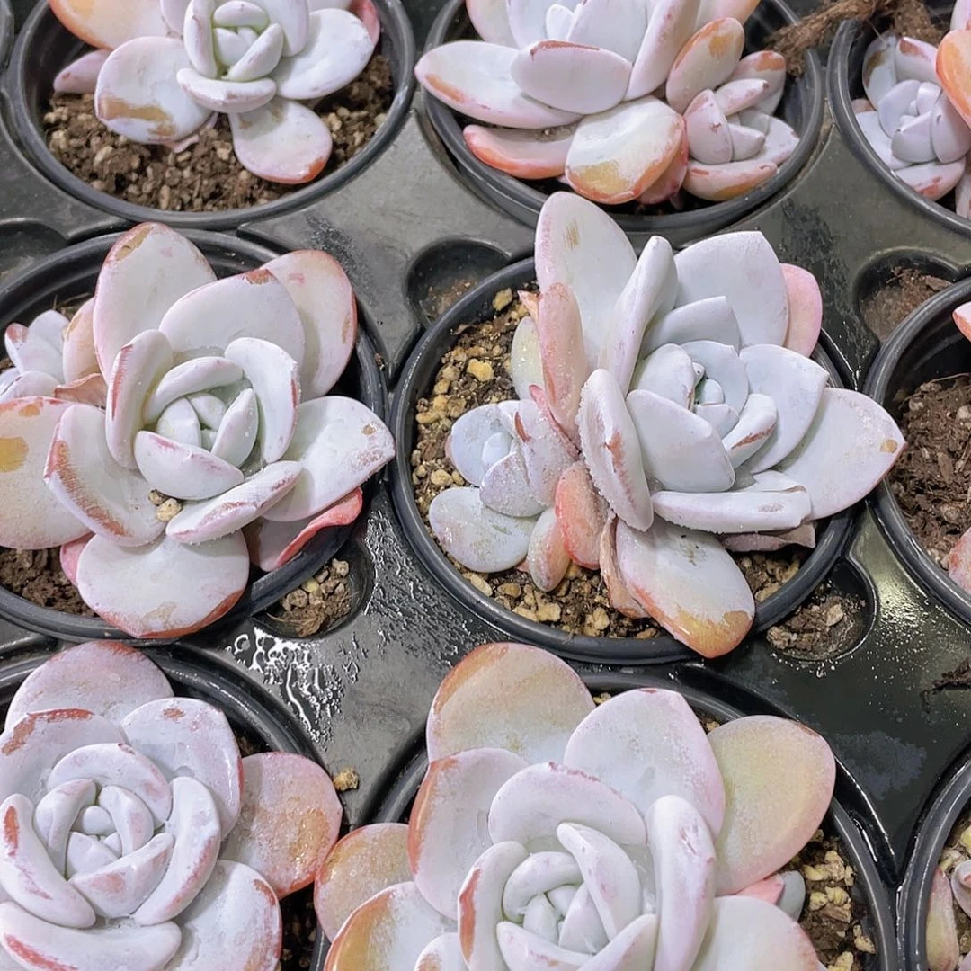 H918  全状态雪莲双头一个