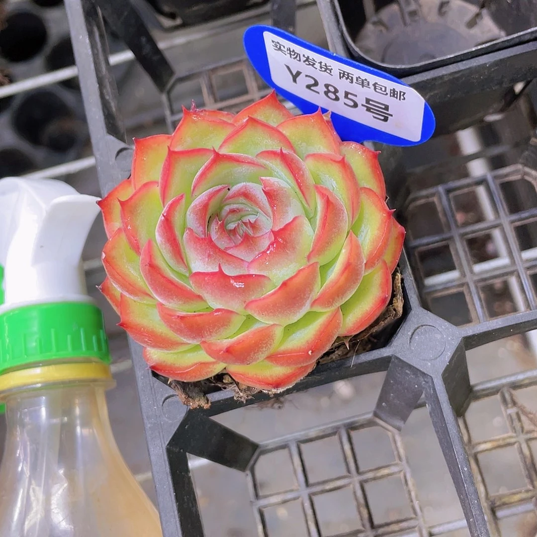 Y285-精品母本玫瑰花侧影单头一个