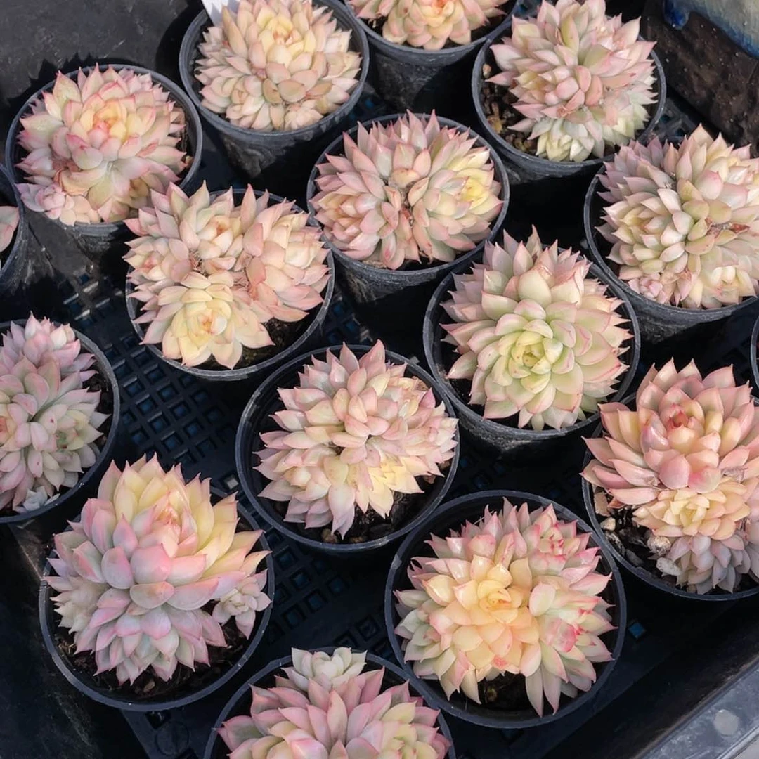【闪购商品】量拍45号 精品女雏锦多头