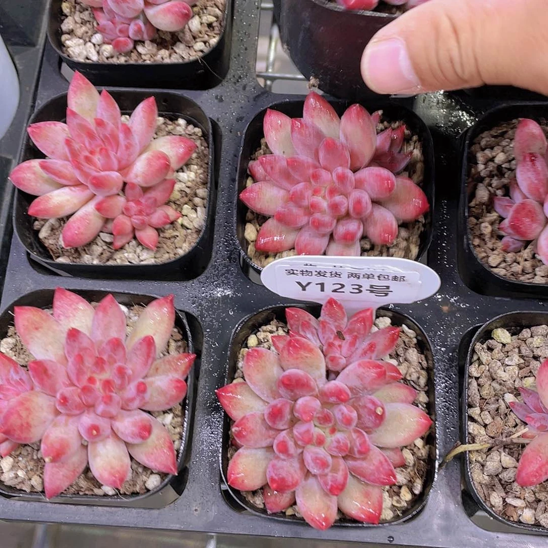 Y123-正版精品爆崽体虞美人一个