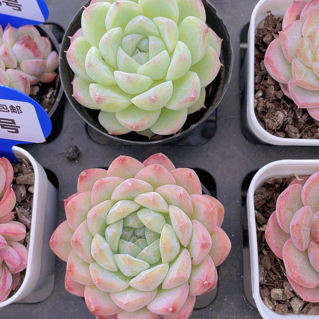 Y338-精品珍妮白桃单头一个