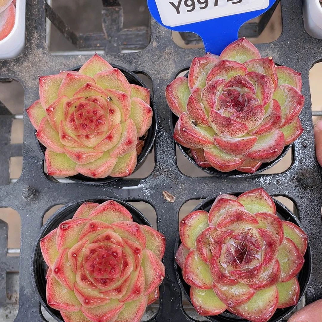 Y997-精品美肉两个