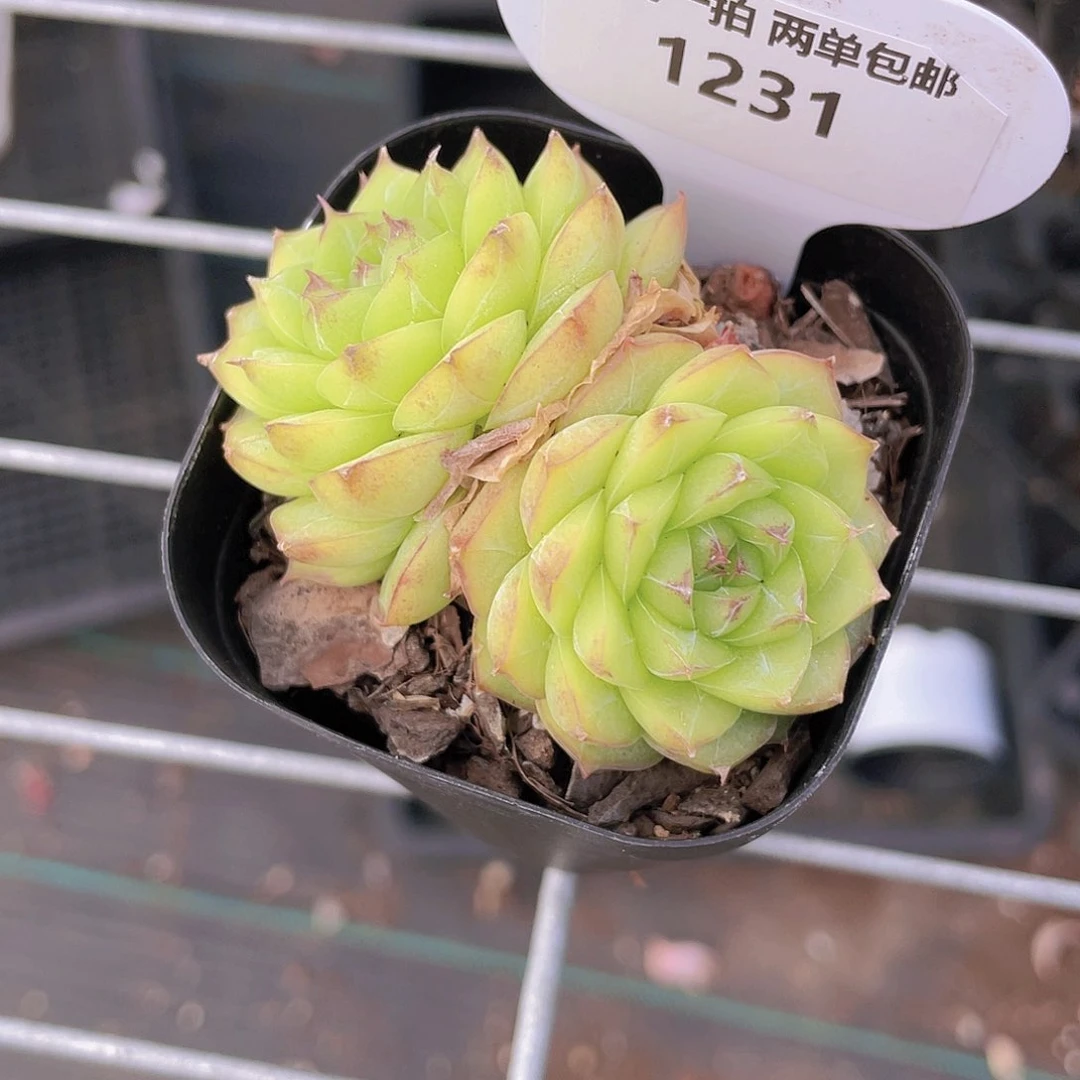 1231号 花朵麦秆双头