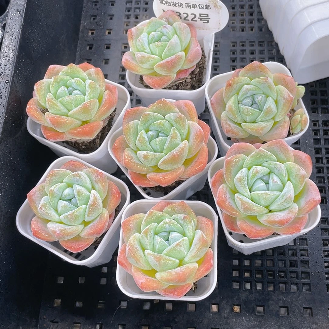 W322号 奶油果冻冰玉单头两个