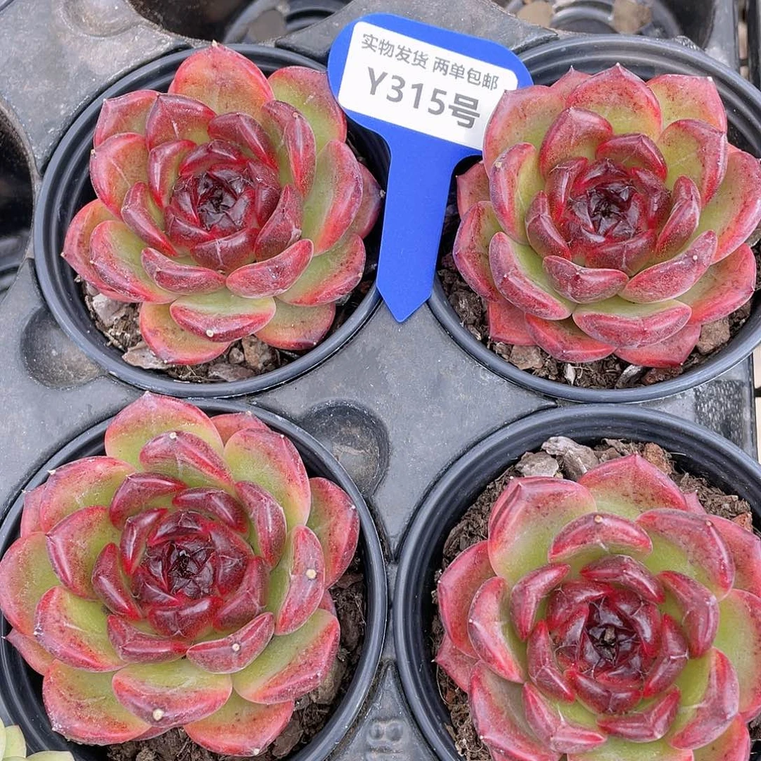 Y315-精品母本黑钻一个