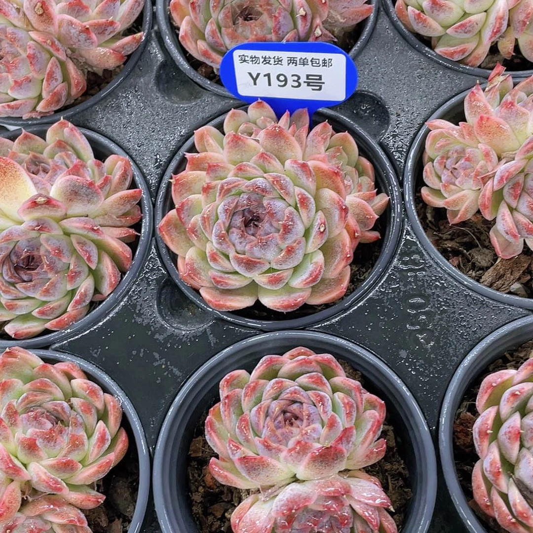 Y193-精品紫霞仙子双头起两个