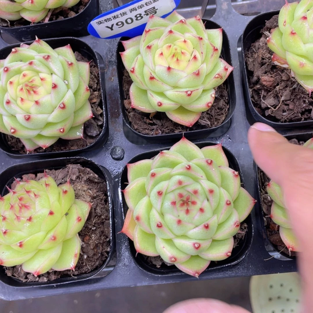 Y908-精品珍妮麦秆单头一个