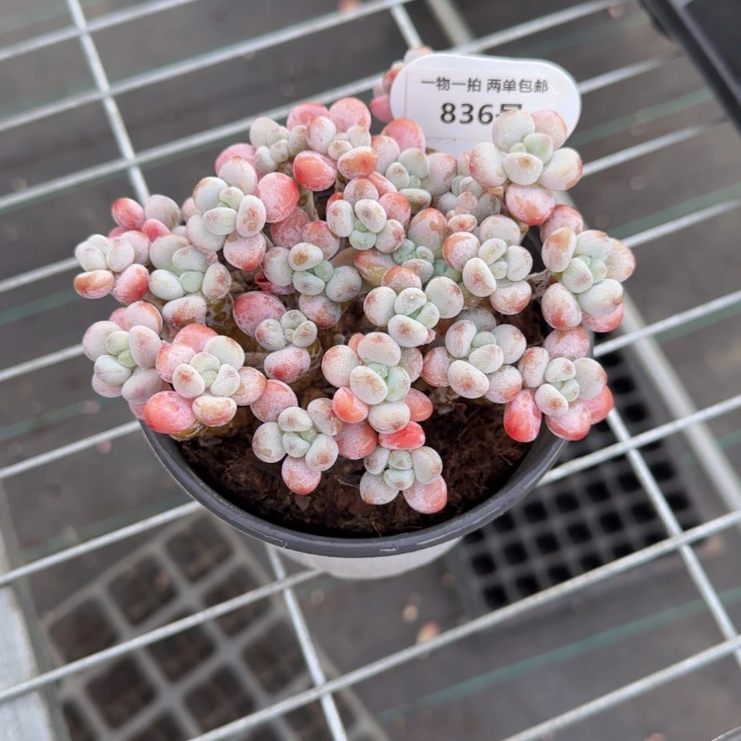 836号 母本大老桩奶油洛神大群