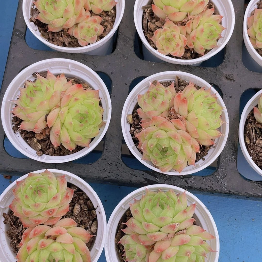 H859  睫毛珍妮麦秆  买一送一