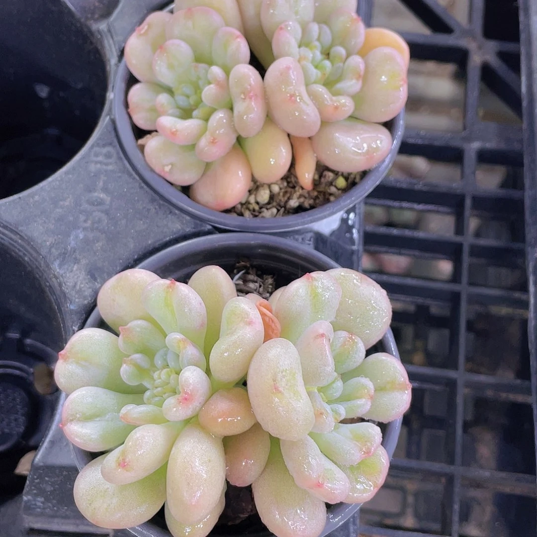 H925  全状态比尔盖茨一个