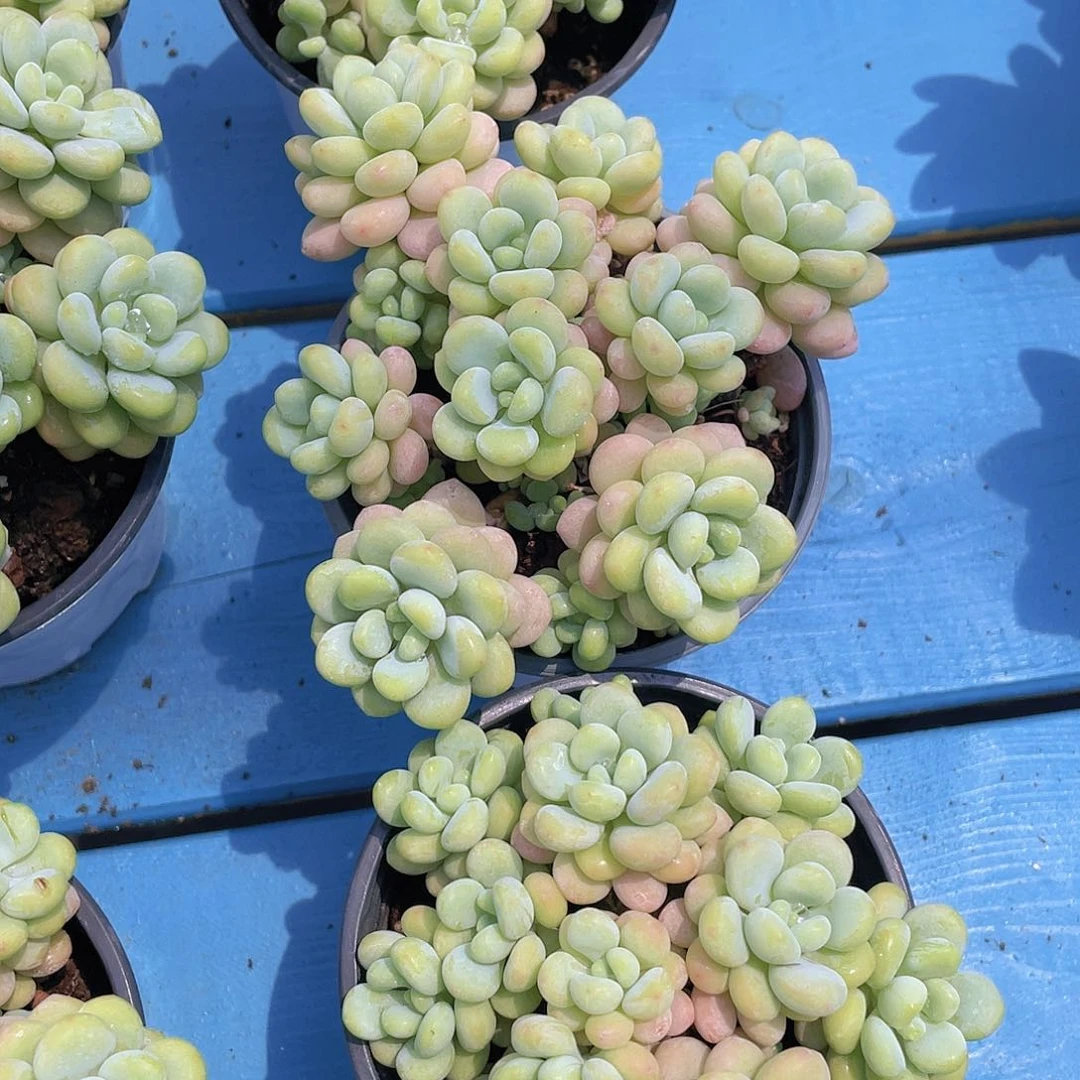量拍4  黄金丸叶洛可可老桩群