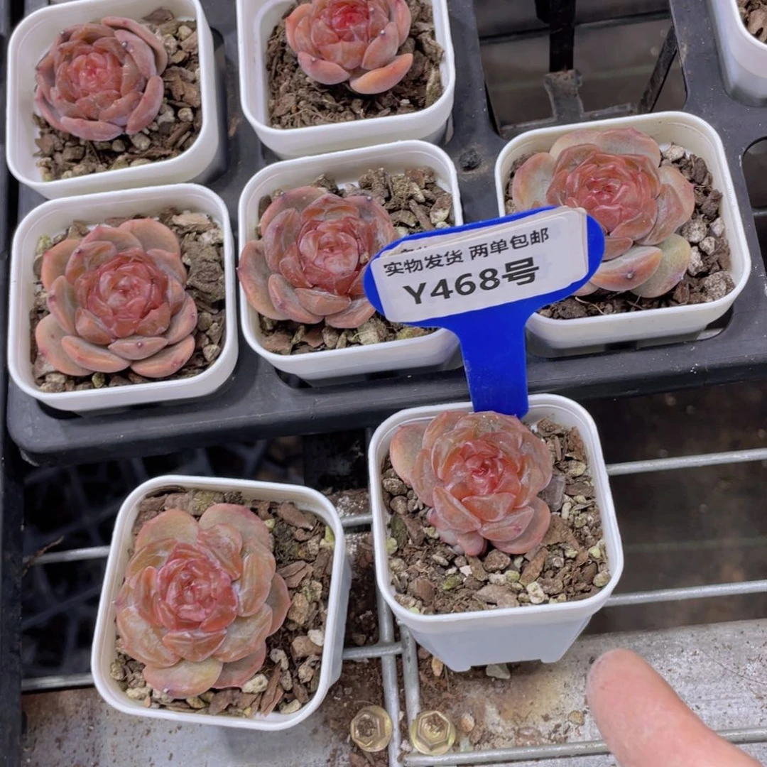 Y468-下播福利糖心红恋单头两个 尾货