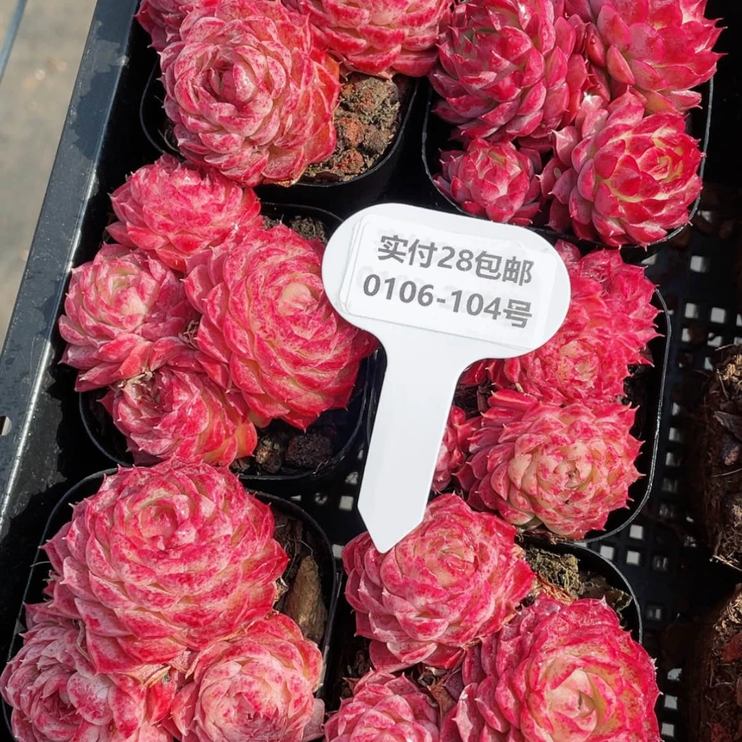 【闪购商品】0106-104全状态蝶衣群