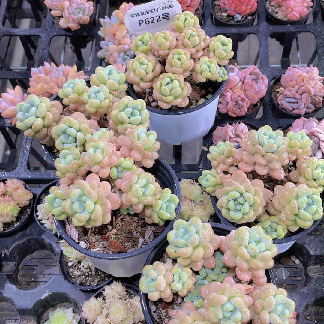 P622号 丸叶全状态洛可可老桩群