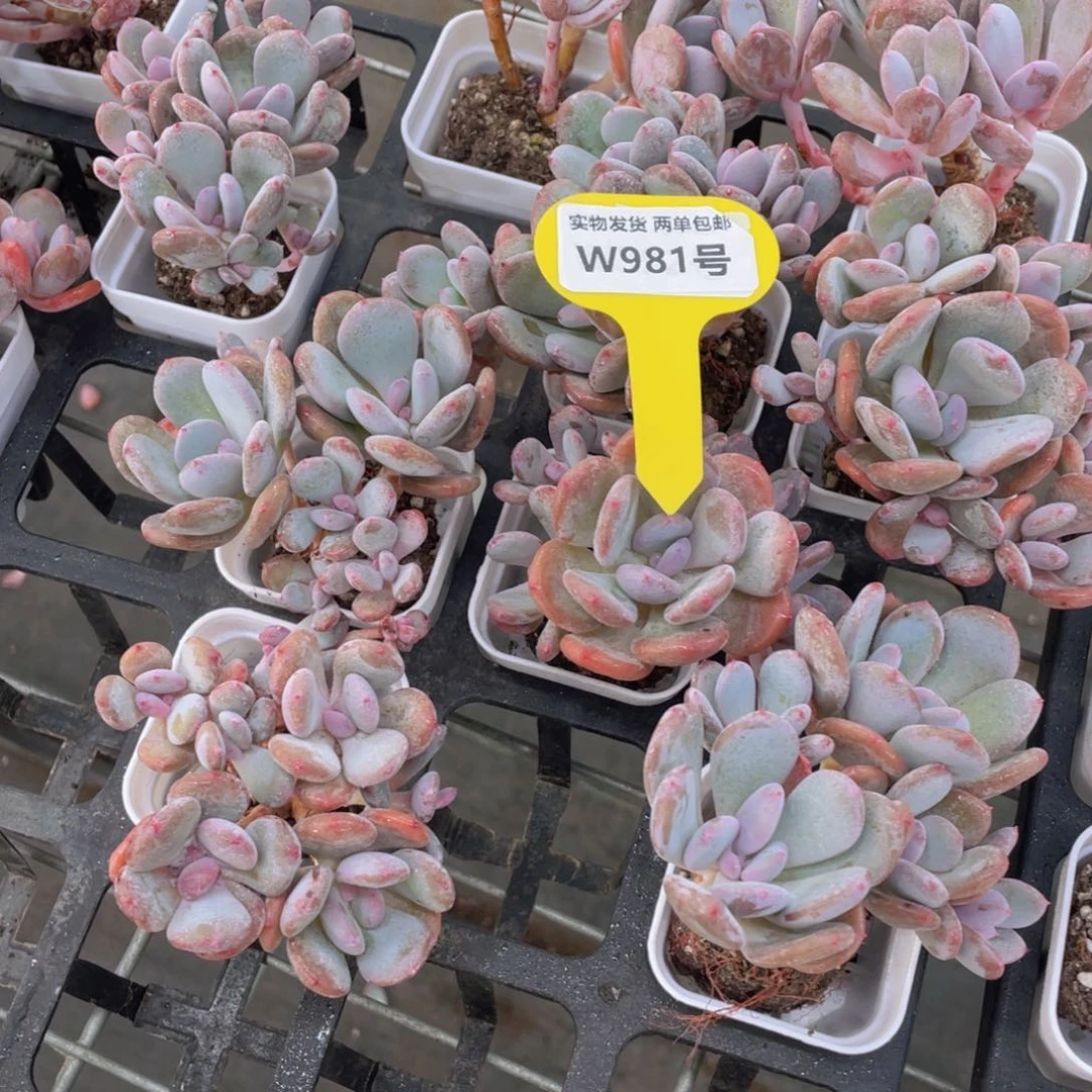 W981号 老桩多头灰姑娘群一个