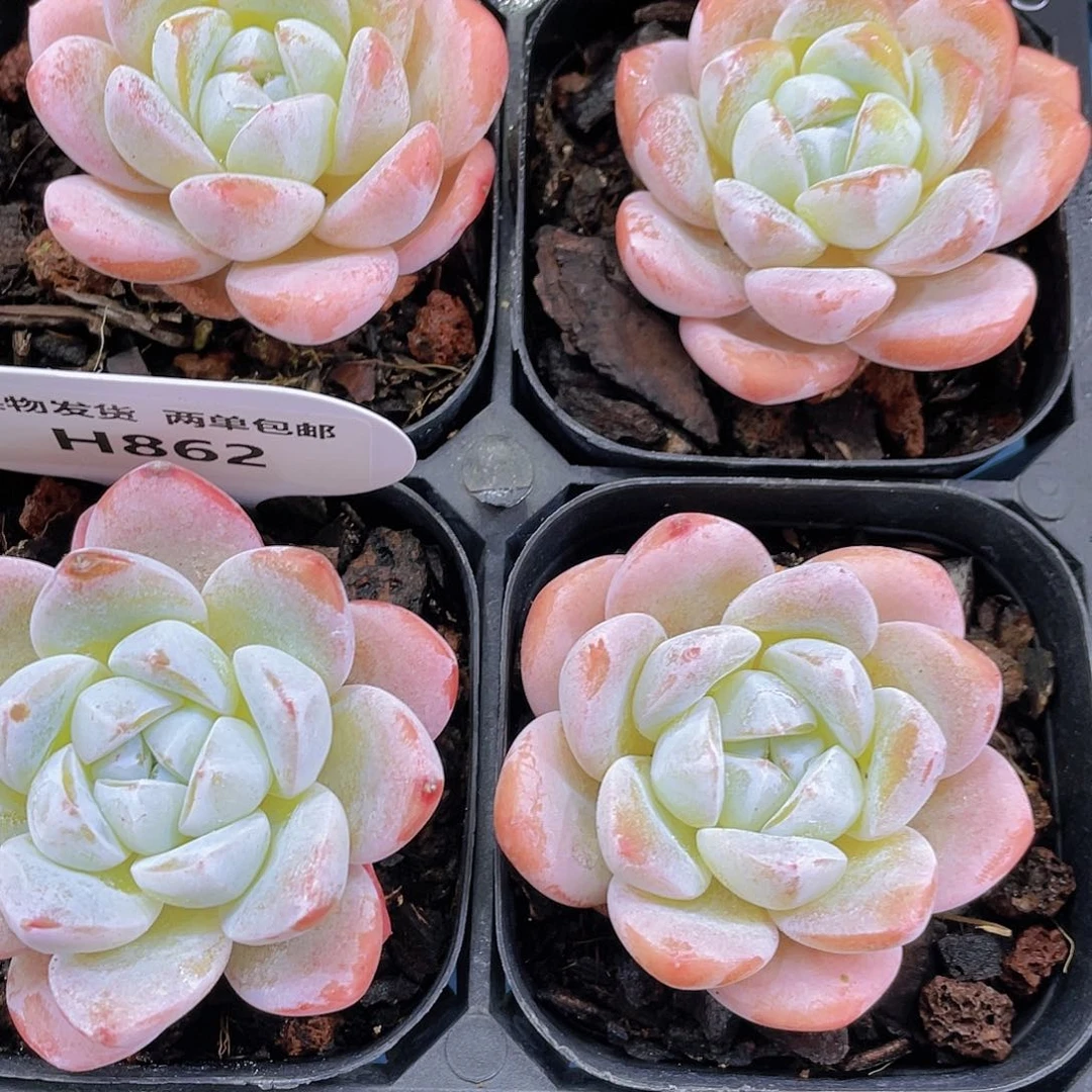 H862  精品雪媚娘单头两个