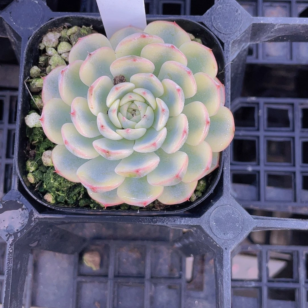 H207  全状态姬莲锦单头一个