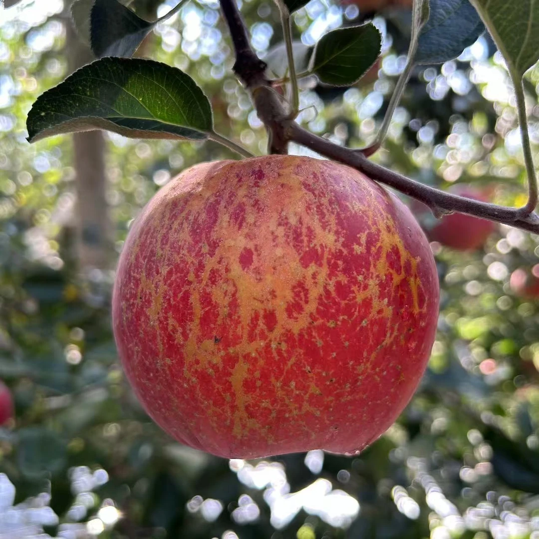 云南昭通冰糖心丑苹果脆甜多汁2024新果