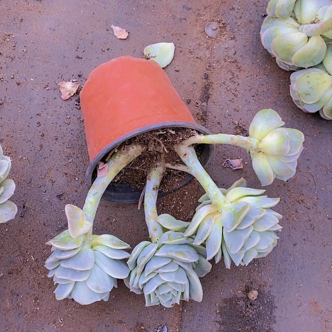 5头可爱玫瑰带盆整装