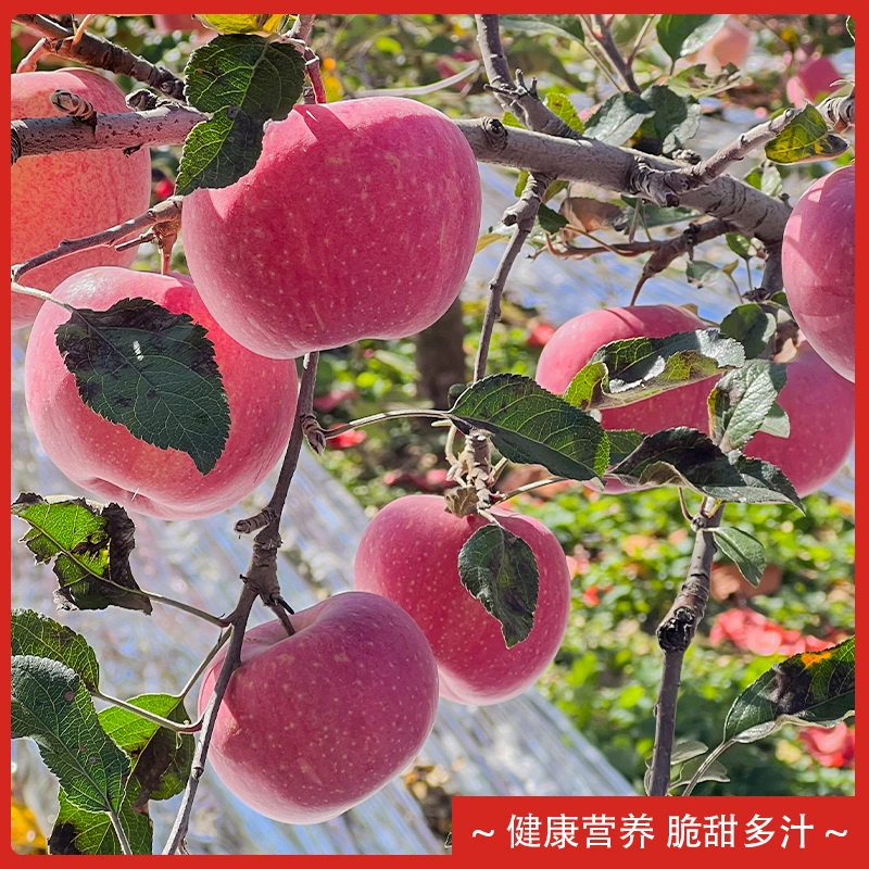 陕西延安洛川苹果红富士苹果新鲜水果5斤/8.5斤5