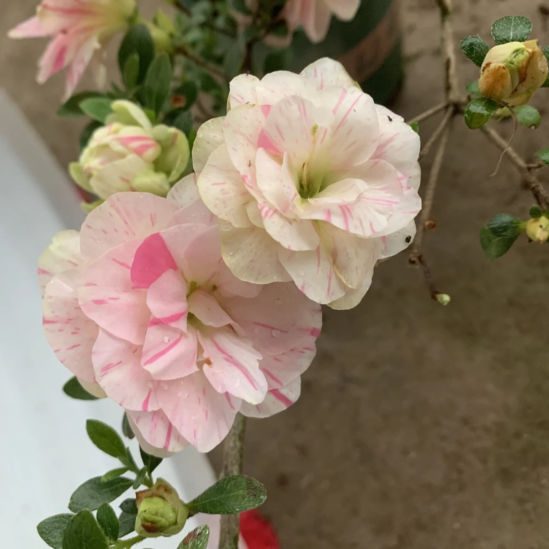 鹃之舞皋月杜鹃花多色重瓣稀有花卉客厅名贵绿植盆景