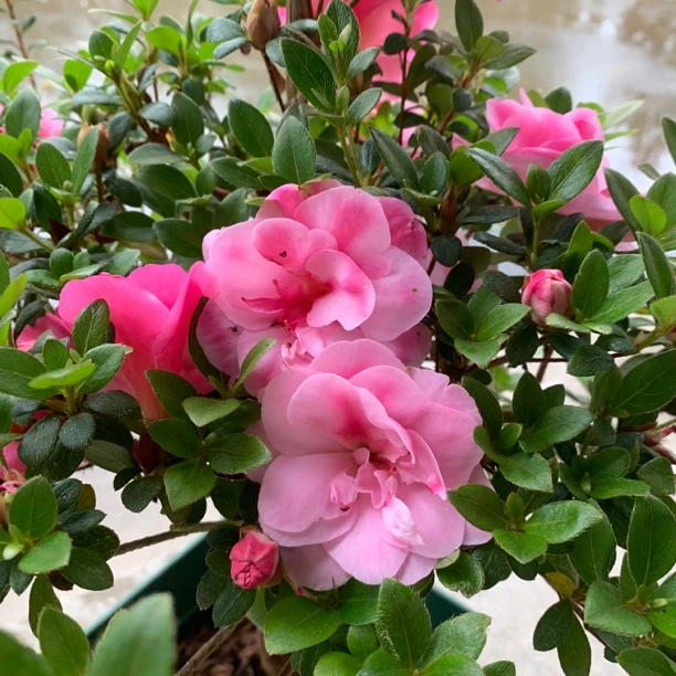 鹃之舞皋月杜鹃花多色重瓣稀有花卉耐寒耐热好养易活