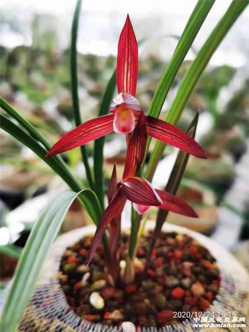 直播间小黄车一物一拍