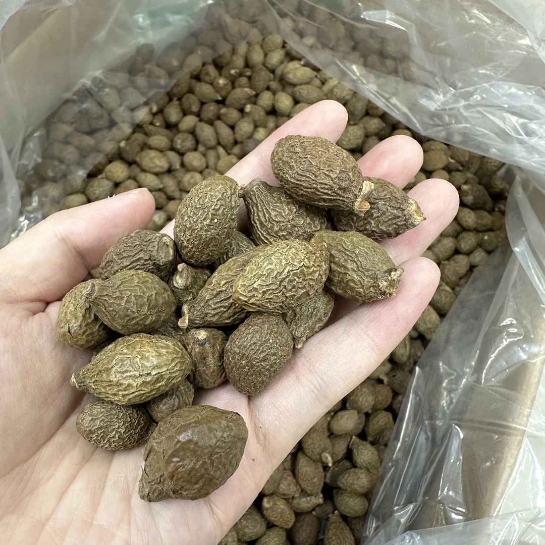 胖大海当季新货颜色纯正干净无杂可搭配罗汉果泡水