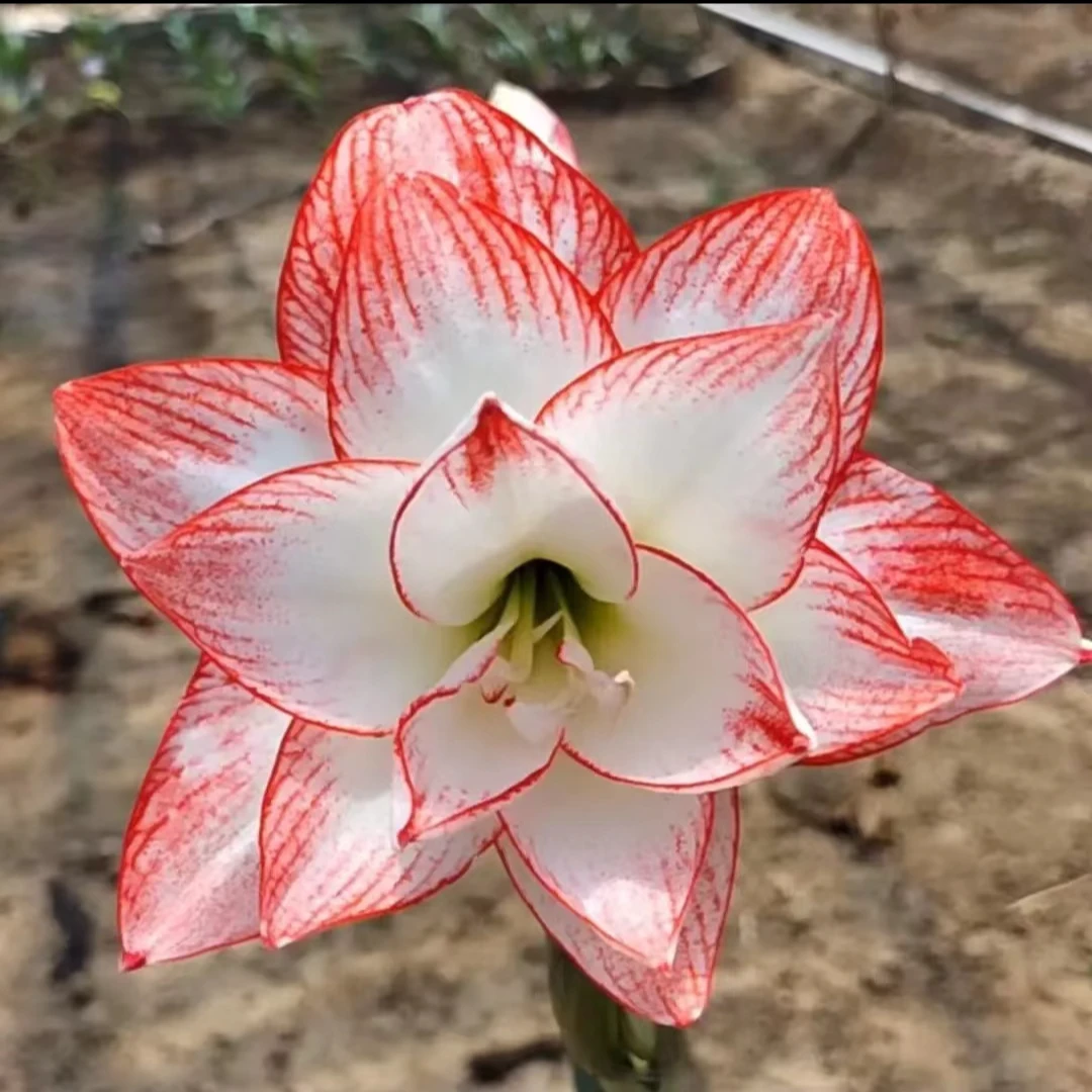 【蒂卡之星】进口朱顶红重瓣大花球根花卉