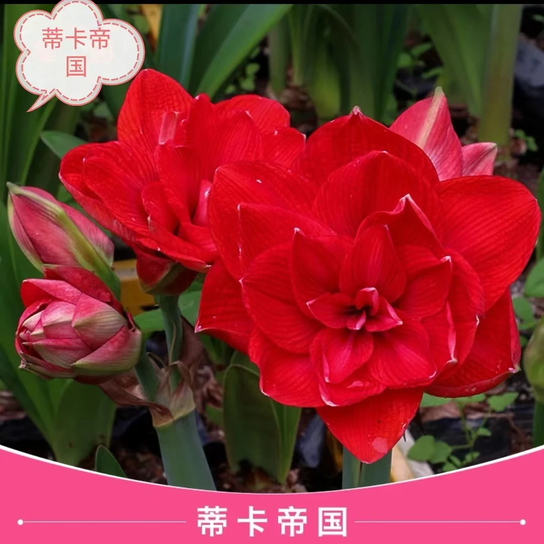 【蒂卡蒂国】进口朱顶红重瓣大花球根花卉
