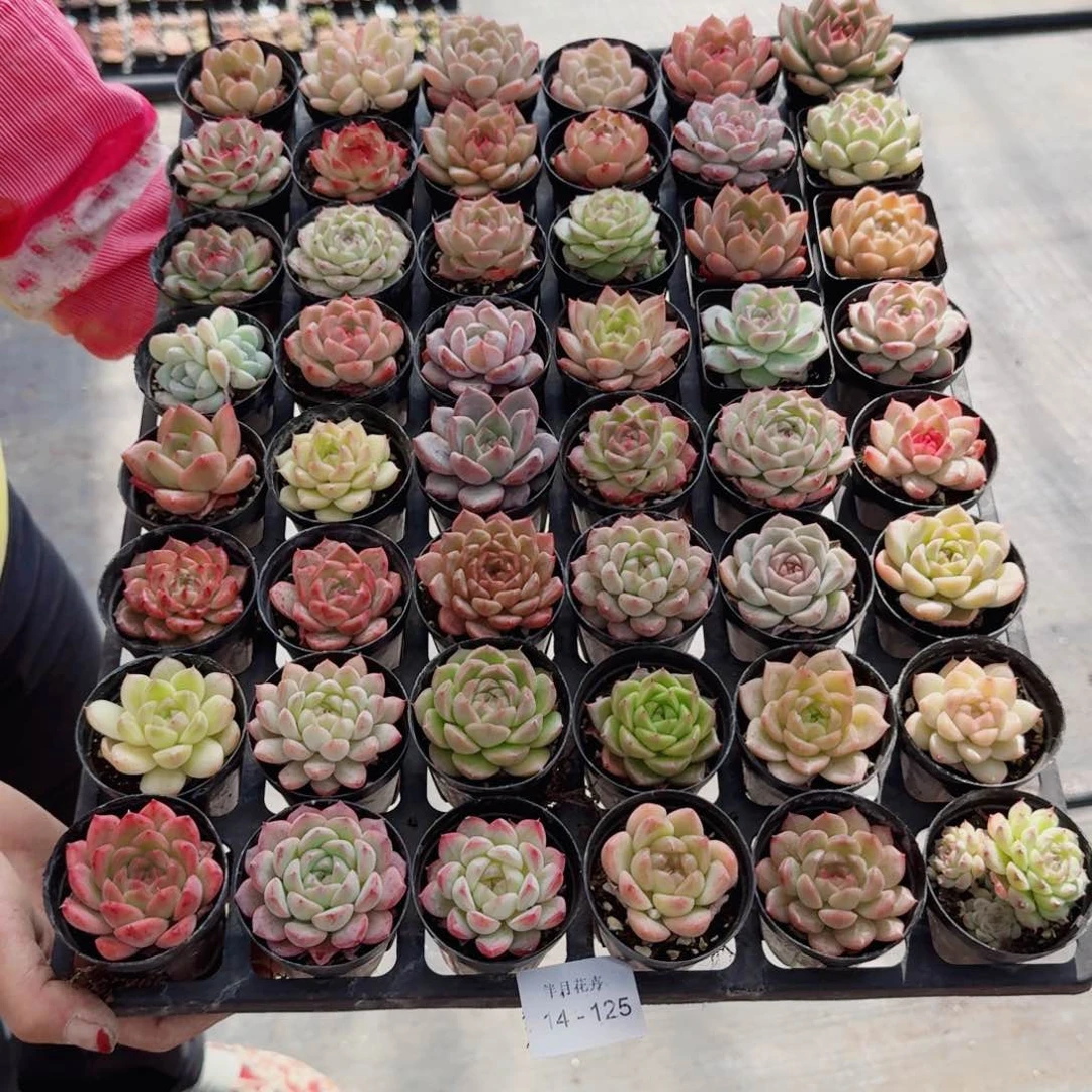 c****h多肉杂交一物一拍14-125