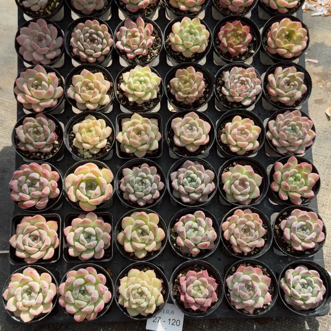 ?***多肉杂交一物一拍27-120