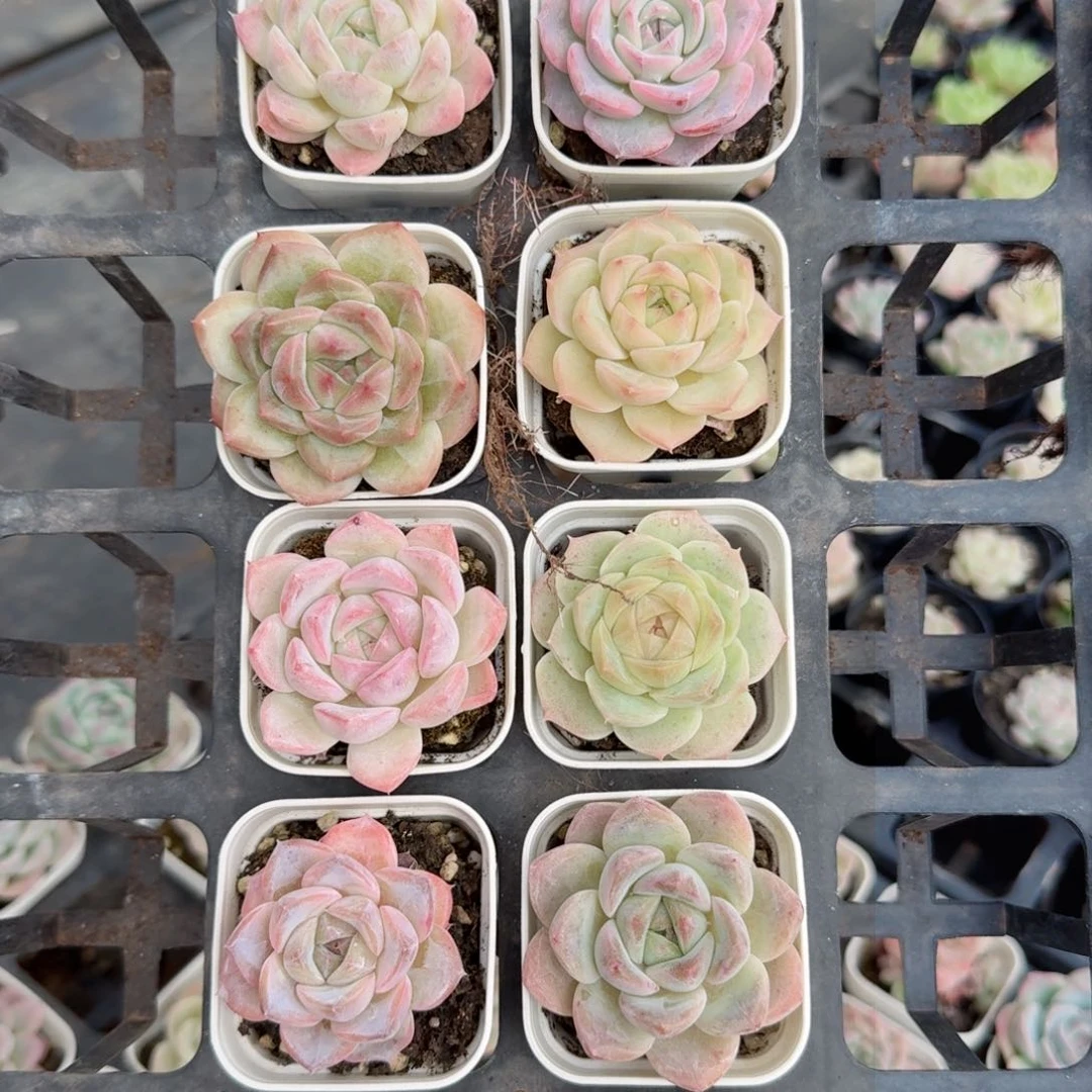 多肉杂交一物一拍10-72