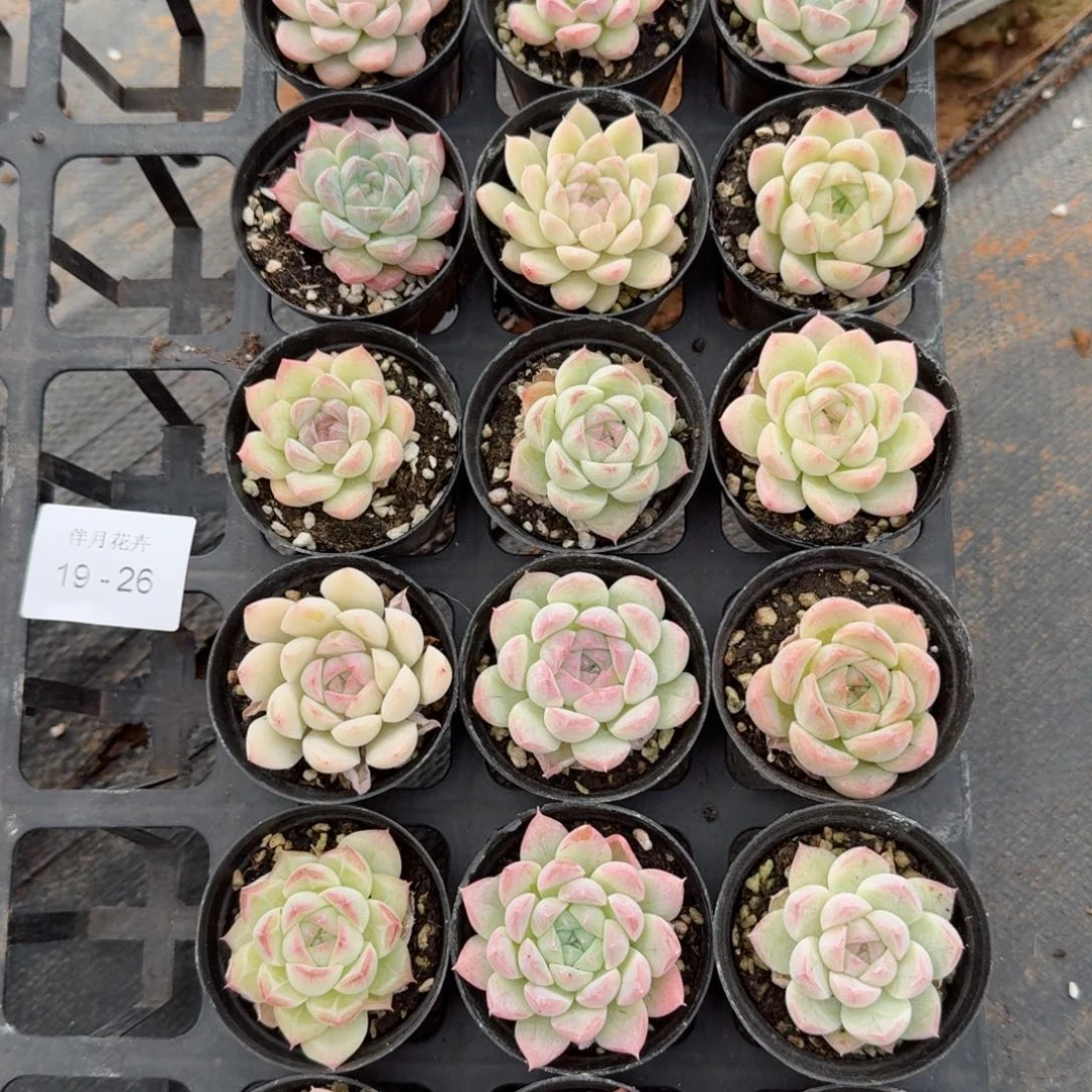 多肉杂交一物一拍19-26