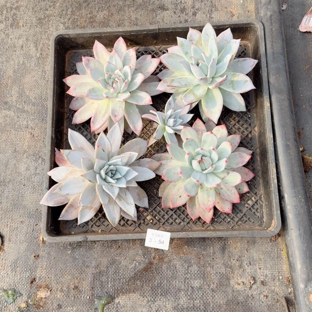 顺**然多肉杂交一物一拍3-54