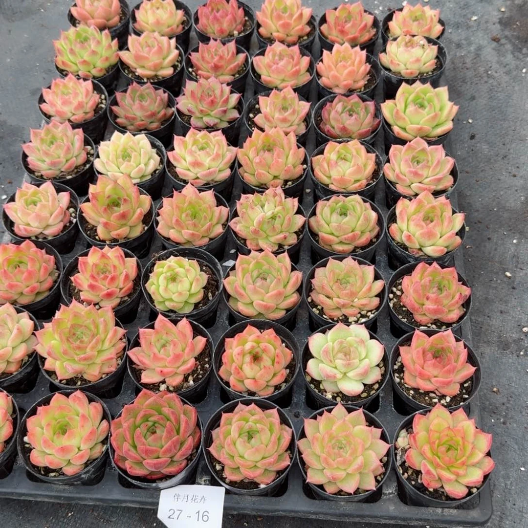 妖**主多肉杂交一物一拍27-16