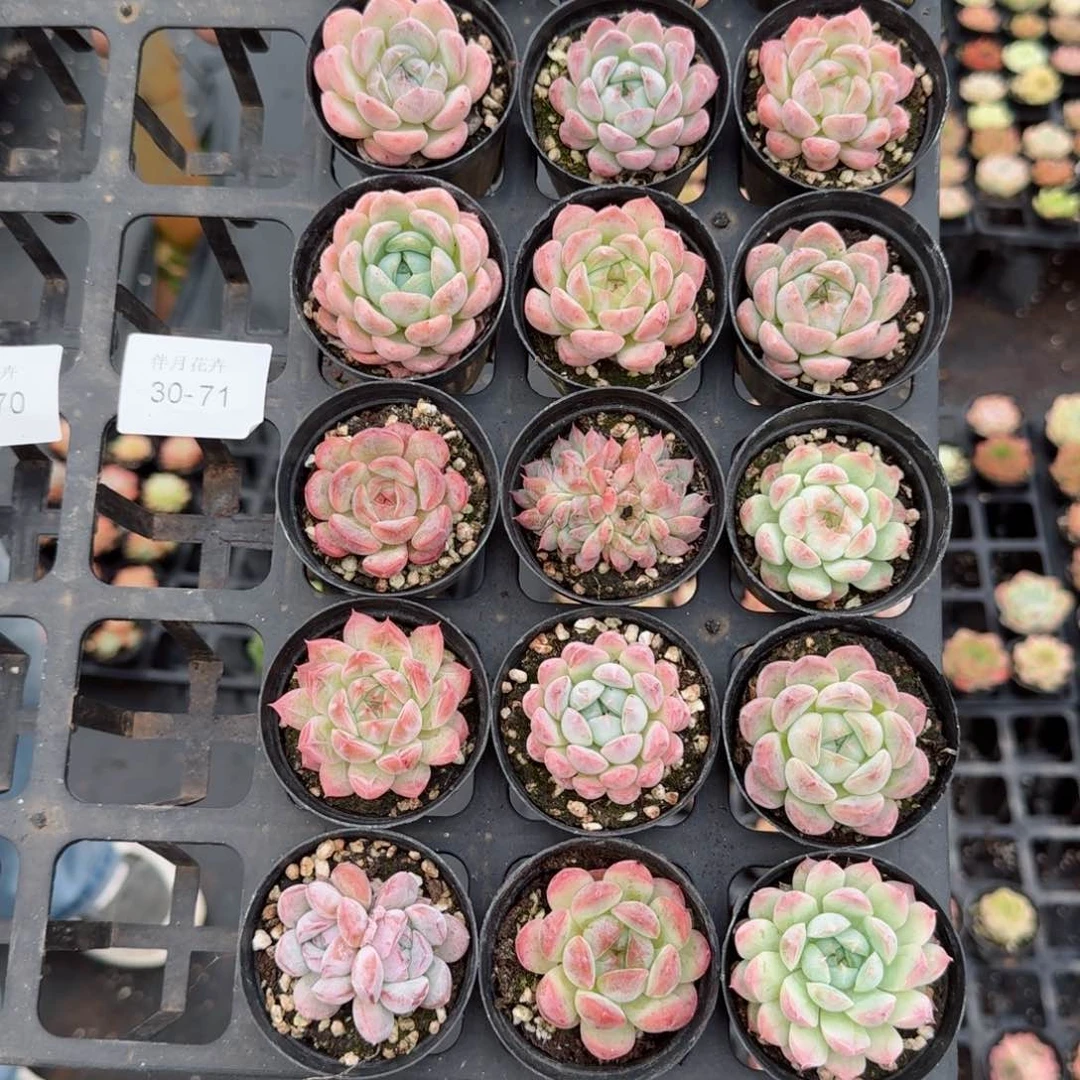 戏****瑰多肉杂交一物一拍30-71