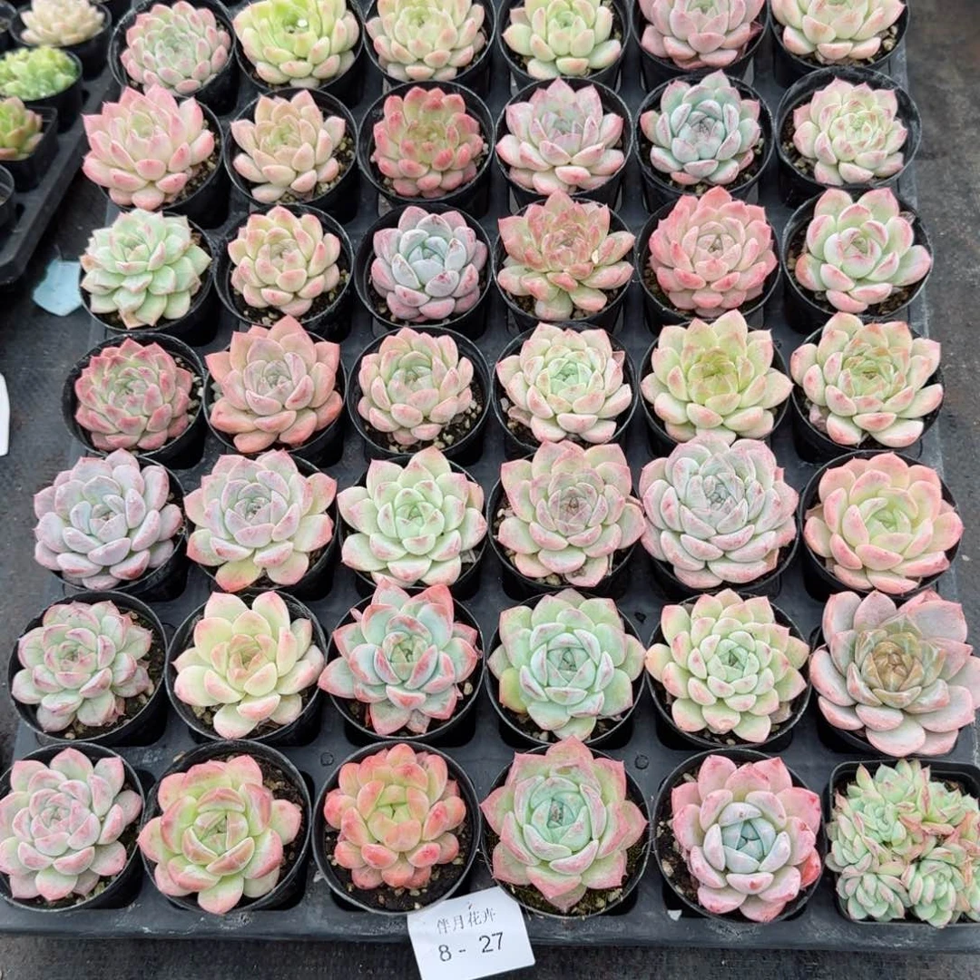 用****7多肉杂交一物一拍8-27