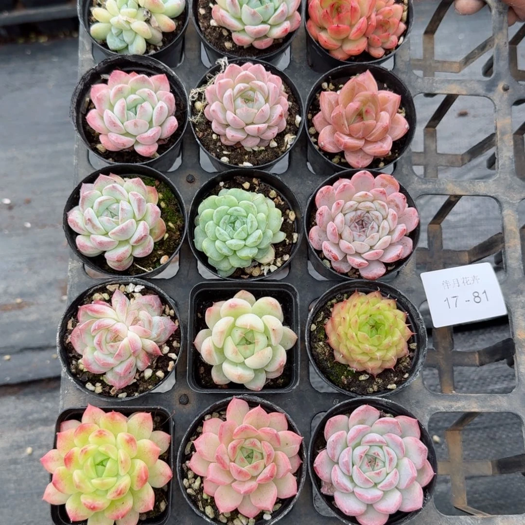 多肉杂交一物一拍17-81脱土发货