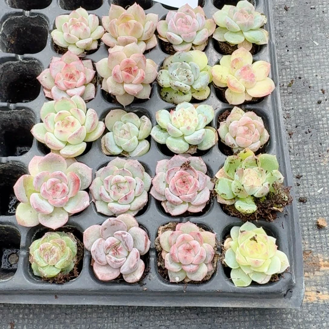 祥*多肉找死一物一拍22-104