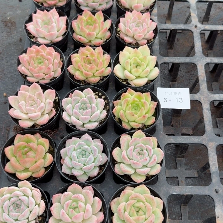 X*多肉杂交一物一拍6-13