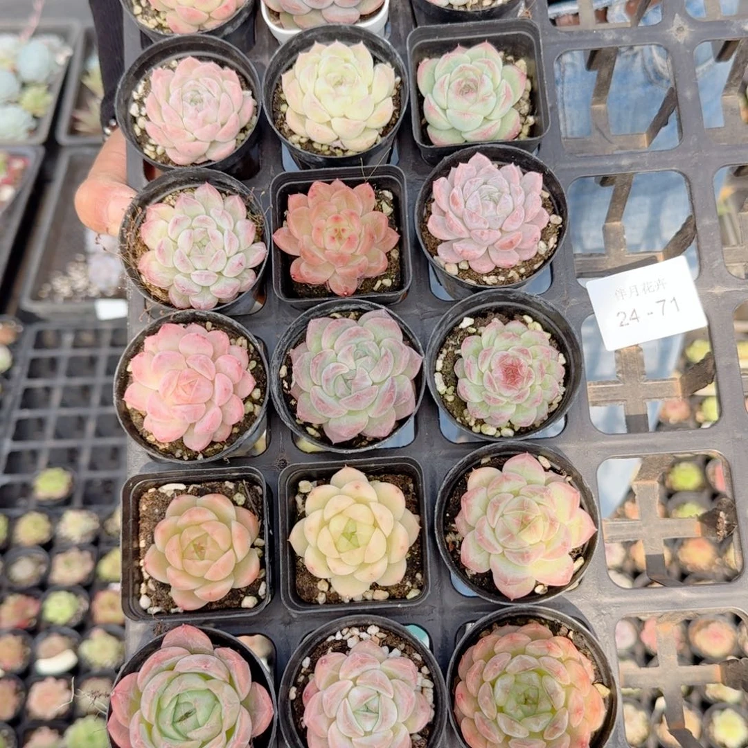 翼**见多肉杂交一物一拍24-71