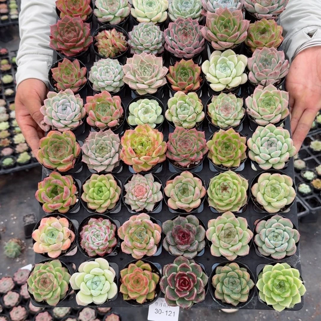 ?***梦多肉杂交一物一拍30-121