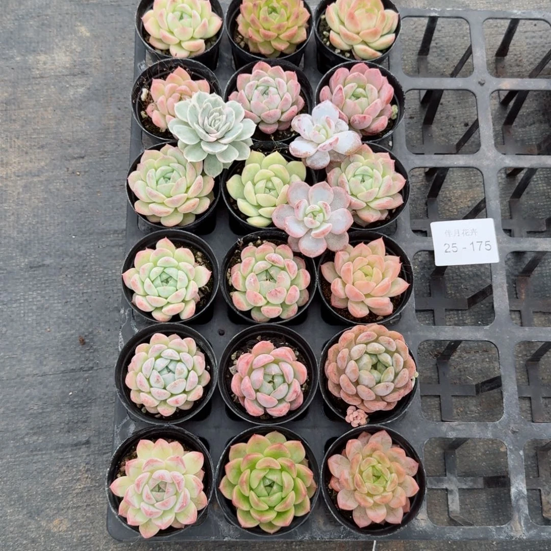 多肉杂交一物一拍25-175