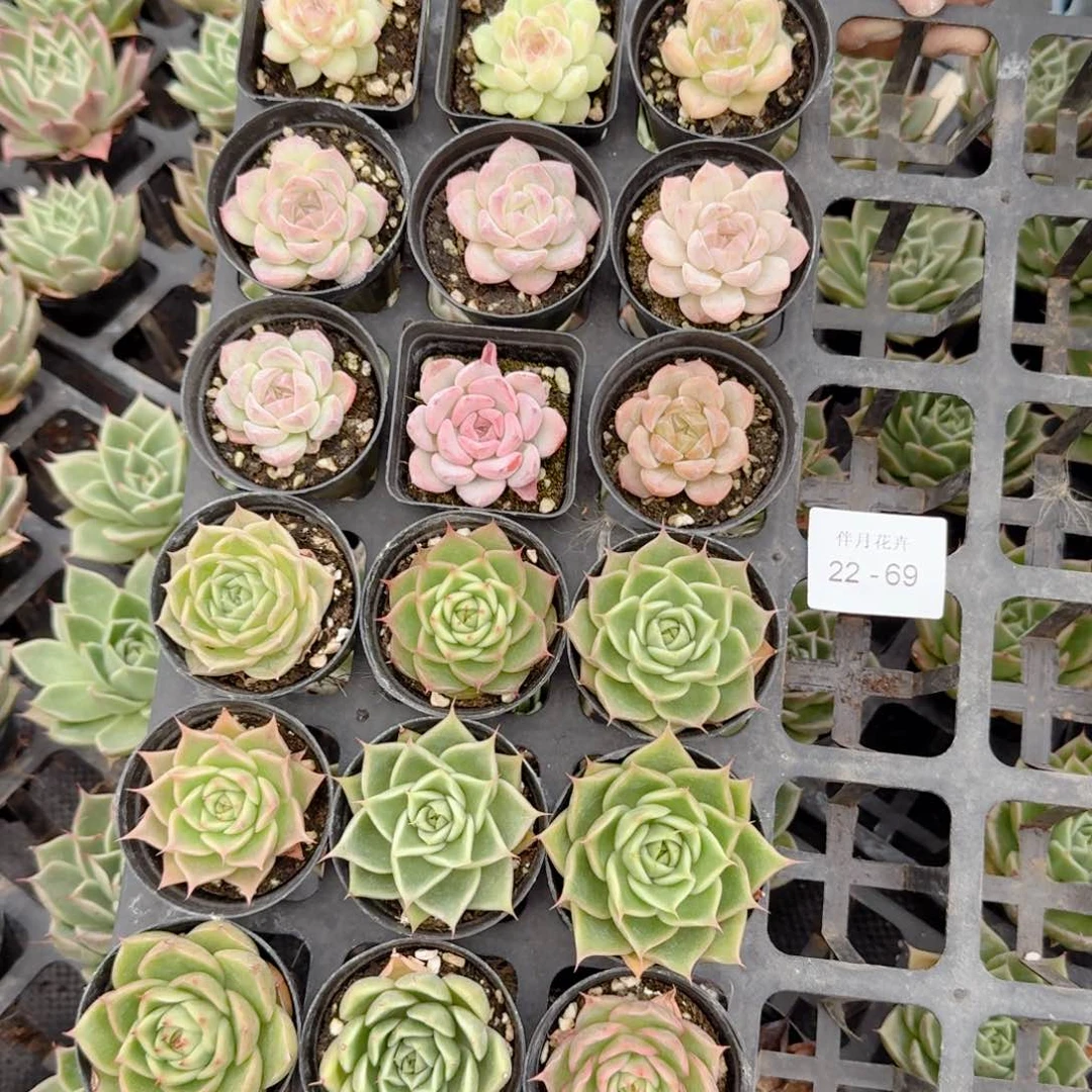 深****i多肉找死一物一拍22-69