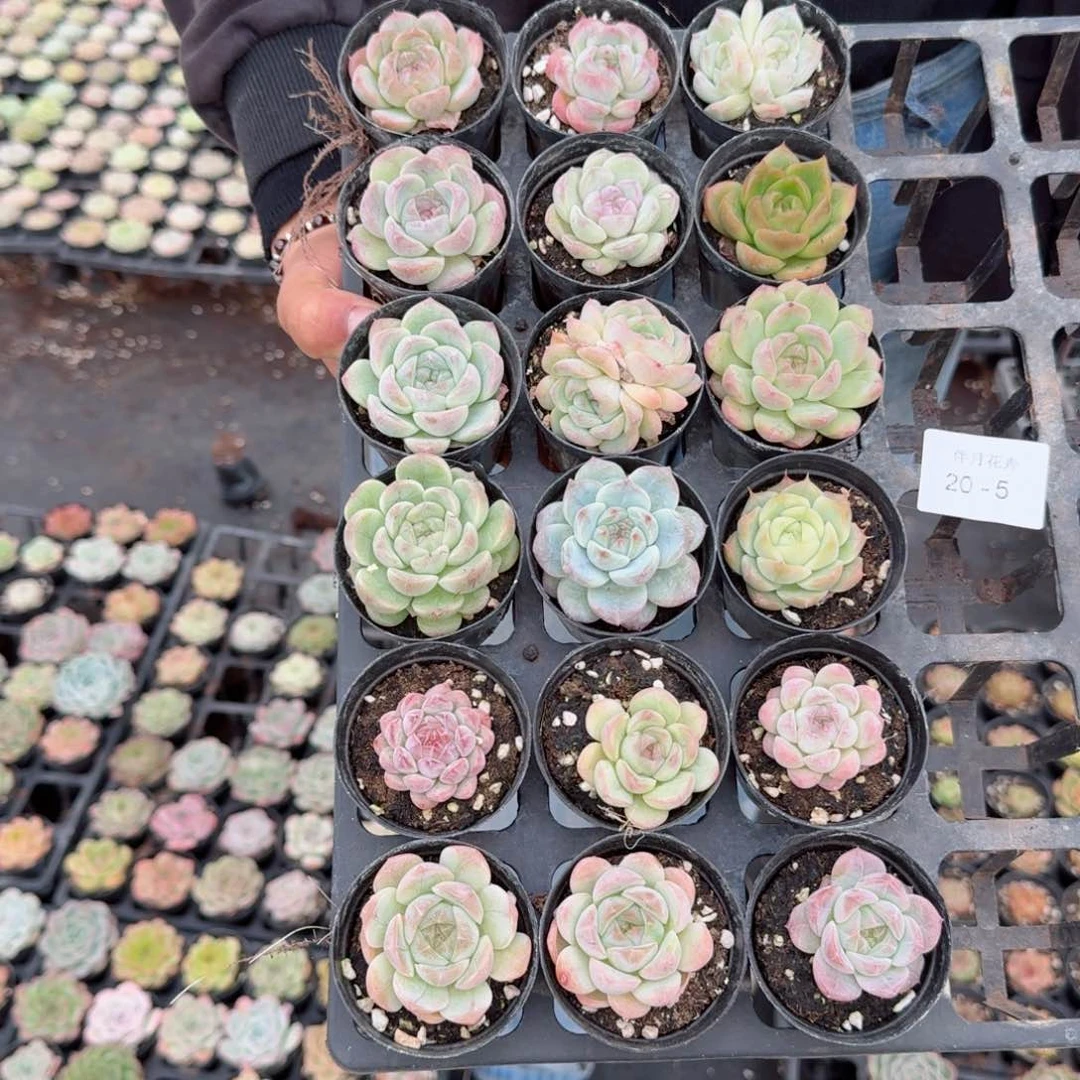 小**_多肉杂交一物一拍20-5